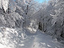 A lot of winter in a forest