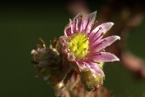 hen and chicks bloom plant close-up