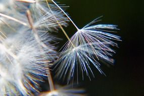 white dandelion umbrellas close-up