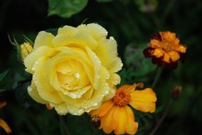 yellow rose blossom in water drops