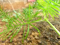 green plant foliage