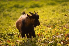 cute goat kid on field