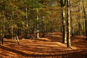 forest deciduous sunny trees