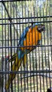Beautiful and colorful parrot with bright plumage in a cage