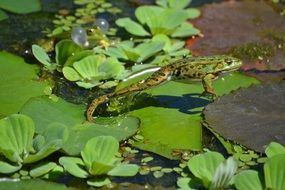 frog on a pond in green vegetation