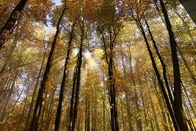 forest is flooded with bright sunlight