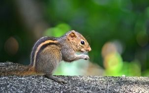 squirrel animal wildlife mawanella