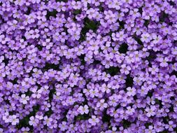 blue pillow of the flowers Aubrieta