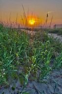 green grass on the beach at sunrise