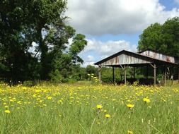 barn among green meadows with yellow flowers