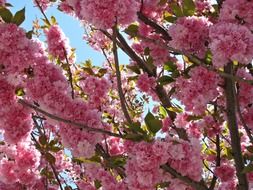 beautiful tree with pink cherry blossoms in spring