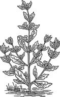 flower plant drawing