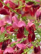 flowering bush of cytisus scoparius
