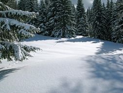 snow in coniferous forest in france