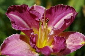 view inside pink lily