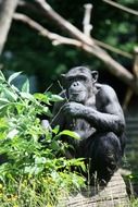 Beautiful monkeys in zoo