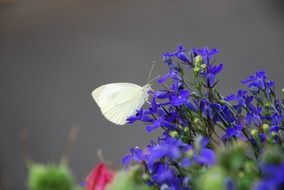 white butterfly on a juicy blue flower