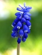 blue grape hyacinth flower in Brazil