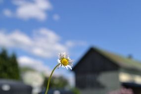 daisy on the background of the house