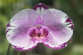 purple white orchid flower macro