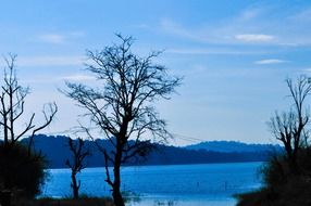 trees near a lake with blue water