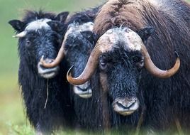 muskoxen alaska wildlife