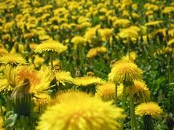 spring yellow dandelions on the field