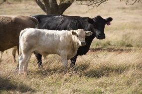 cattle agriculture