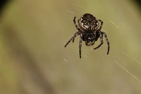 black spider weaves a web