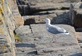 seagull on the stones on the coast