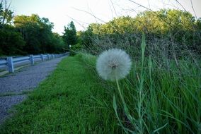 Dandelion near the path