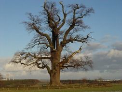 old tree on the lawn in Gera