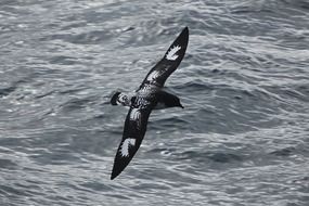 petrel flying over the ocean, black and white