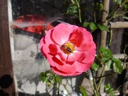 insect on a summer pink rose in the bright sun close up