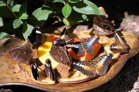 Beautiful and colorful butterflies on the wood near the plants