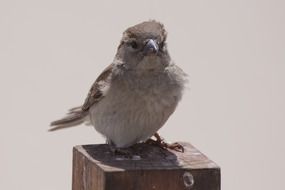 sparrow cute bird