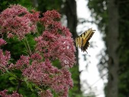 Picture of the butterfly in a natural life