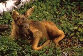 young moose animal laying portrait