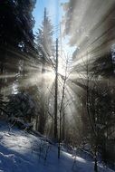 Bright rays of the sun in the winter forest