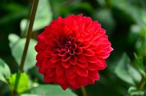 red colorful flower dahlia