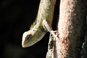 lizard reptile predator