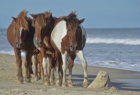 picture of the horses on a beach