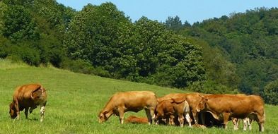 brown cows cattle at the meadow