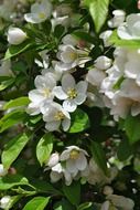 apple tree blossoms, background