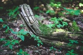 old tree branch in a forest