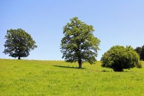 individual trees on the meadow