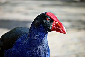 Colorful Bird With The Red Beak In Wildlife