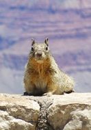 Picture of wild grey squirrel, grand canyon