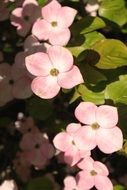 pink dogwood in summertime