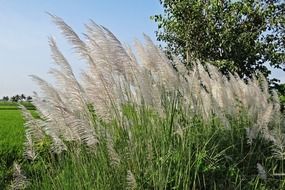 very beautiful kans grass